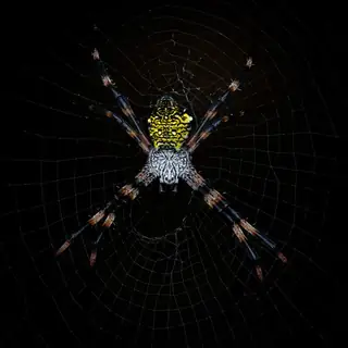 Hawaiian garden spider (Argiope appensa), yellow and black and silver spider