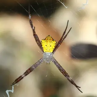 Hawaiian garden spider (Argiope appensa), photo 2