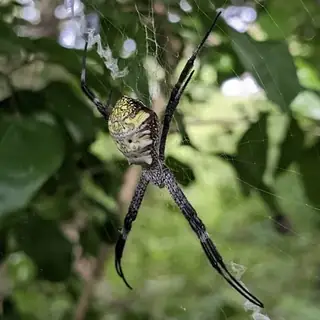 Hawaiian garden spider (Argiope appensa), photo 3