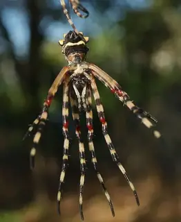 Silver garden orbweaver (Argiope argentata), photo 3