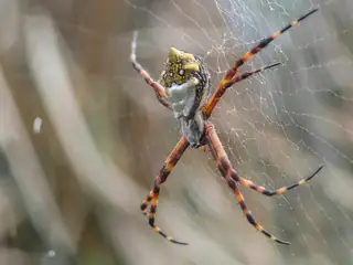 Silver garden orbweaver (Argiope argentata), silver and yellow and black spider