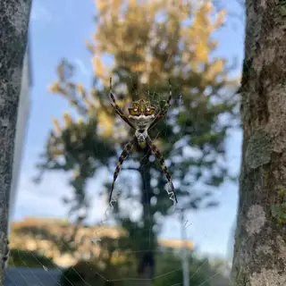 Silver garden orbweaver (Argiope argentata), photo 2