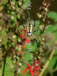Yellow garden spider (Argiope aurantia)