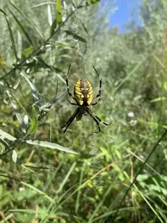 Yellow garden spider (Argiope aurantia), photo 2