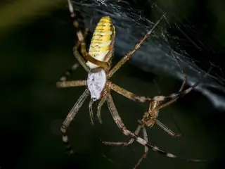 Wasp spider (Argiope bruennichi), photo 2