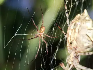 Wasp spider (Argiope bruennichi), photo 3