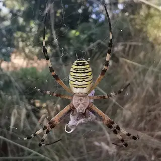Wasp spider (Argiope bruennichi), yellow and black and striped spider