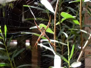 St Andrew's cross spider (Argiope keyserlingi), photo 2