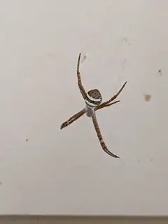 St Andrew's cross spider (Argiope keyserlingi), photo 3