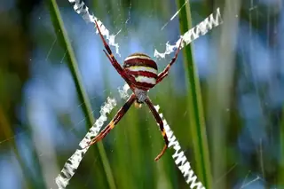 St Andrew's cross spider (Argiope keyserlingi), silver and yellow and black spider