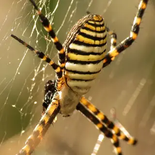Banded garden spider (Argiope trifasciata), silver and yellow and striped spider