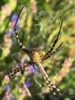 Banded garden spider (Argiope trifasciata), photo 3