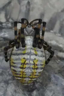 Banded garden spider (Argiope trifasciata), photo 2