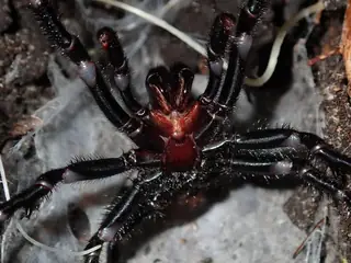 Sydney funnel-web spider (Atrax robustus), photo 2