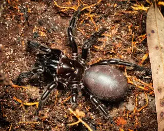 Sydney funnel-web spider (Atrax robustus), black and brown and hairy spider