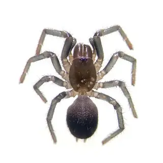Sydney funnel-web spider (Atrax robustus), photo 3