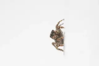 Asiatic wall jumping spider (Attulus fasciger), photo 2