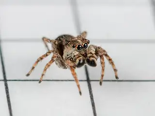 Asiatic wall jumping spider (Attulus fasciger), brown and gray and striped spider