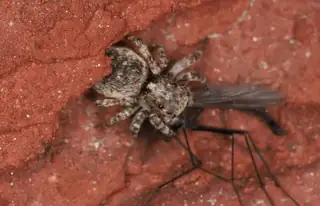 Asiatic wall jumping spider (Attulus fasciger), photo 3