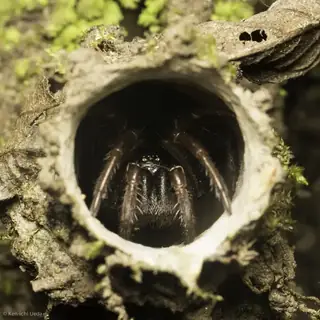 California turret spider (Atypoides riversi), photo 2