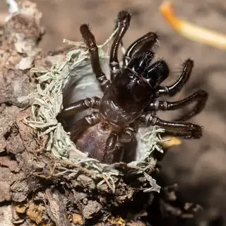 California turret spider (Atypoides riversi), brown and black and hairy spider