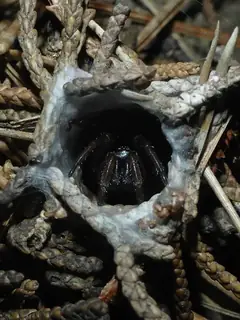 California turret spider (Atypoides riversi), photo 3