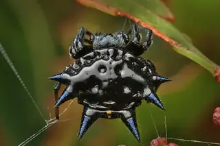 Christmas jewel spider (Austracantha minax), black and white and yellow spider