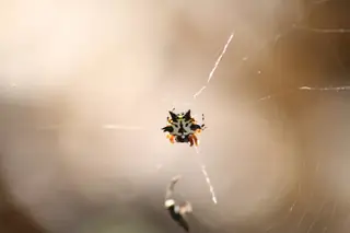 Christmas jewel spider (Austracantha minax), photo 3