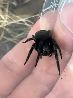 Black house spider (Badumna insignis), black and brown and gray spider