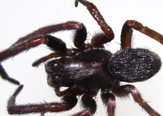Black house spider (Badumna insignis), photo 3