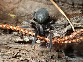 Black house spider (Badumna insignis), photo 2