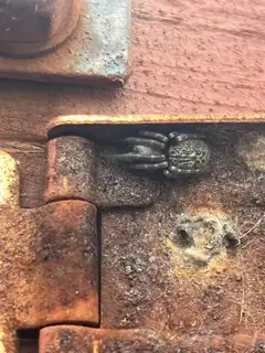 Grey house spider (Badumna longinqua), photo 3