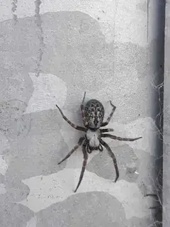 Grey house spider (Badumna longinqua), gray and brown and banded-legs spider
