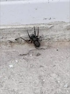 Grey house spider (Badumna longinqua), photo 2