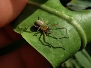Yellow sac spider (Cheiracanthium inclusum), tan and yellow and brown spider