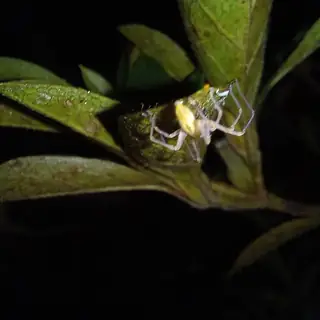 Yellow sac spider (Cheiracanthium inclusum), photo 3