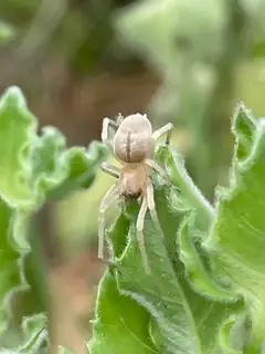 Yellow sac spider (Cheiracanthium inclusum), photo 2