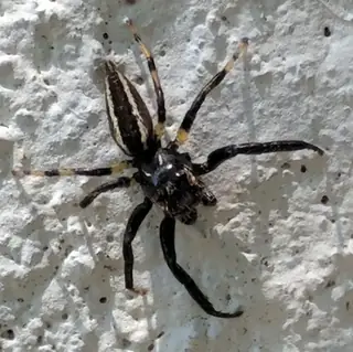 Sylvan jumping spider (Colonus sylvanus), photo 2