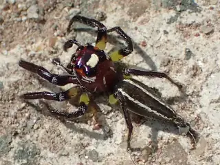 Sylvan jumping spider (Colonus sylvanus), brown and gray and hairy spider