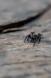 Sylvan jumping spider (Colonus sylvanus), photo 3