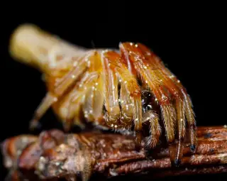 Conical trashline orbweaver (Cyclosa conica), photo 2