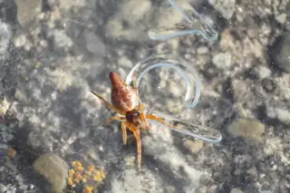 Conical trashline orbweaver (Cyclosa conica), photo 3