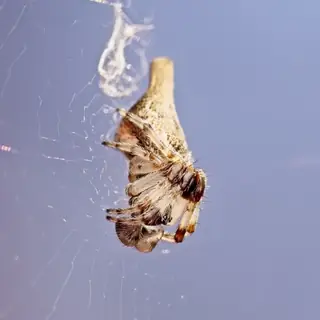 Conical trashline orbweaver (Cyclosa conica), brown and gray and white spider