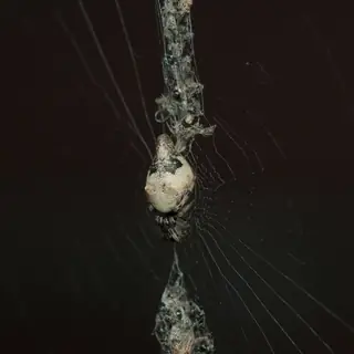 Humped trashline orbweaver (Cyclosa turbinata), photo 2