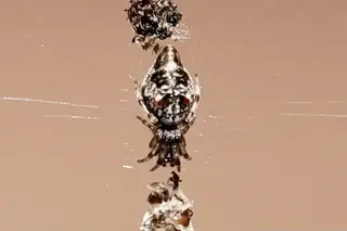 Humped trashline orbweaver (Cyclosa turbinata), brown and gray and tan spider