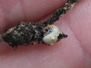 Humped trashline orbweaver (Cyclosa turbinata), photo 3