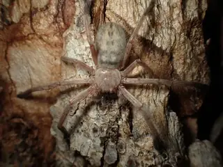 Social huntsman spider (Delena cancerides), brown and gray and tan spider