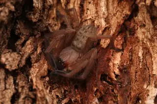 Social huntsman spider (Delena cancerides), photo 2