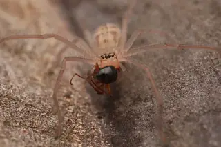 Social huntsman spider (Delena cancerides), photo 3