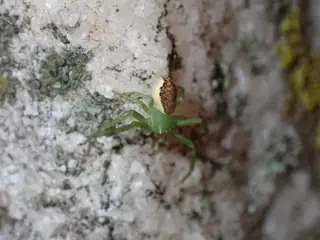 Green crab spider (Diaea dorsata), photo 2